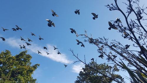 Low angle view of birds flying in sky