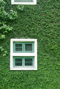 Green wall  building wall with white window eco friendly natural conservation design architecture
