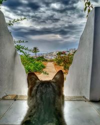 Close-up of cat by tree against sky
