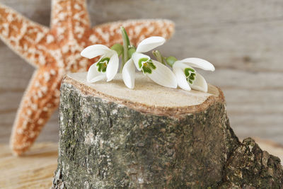 Close-up of snowdrops on tree stump against dry star fish