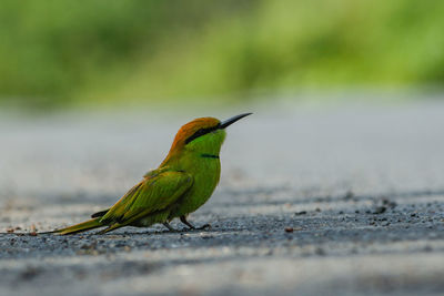 Close-up of a bird perching on a land