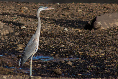 Gray heron