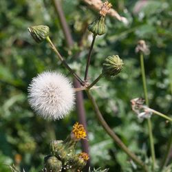 Close-up of dandelion