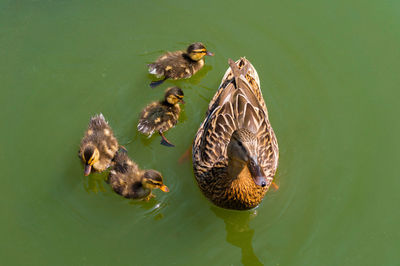 High angle view of mallard duck with ducklings swimming in lake