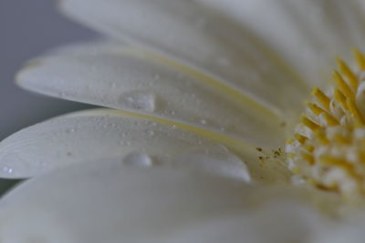 Close-up of wet white gerbera daisy