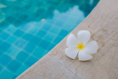 High angle view of white flower floating on water