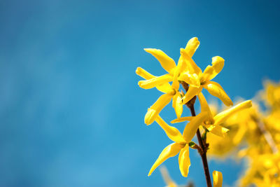 Yellow blooming forsythia flowers on the blue sky background. a branch with bright yellow flowers