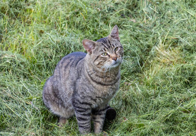 Portrait of tabby cat on field