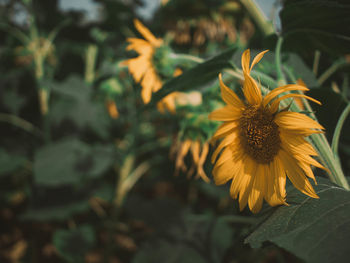 Close-up of yellow flowering plant