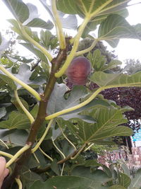 Close-up of fruits growing on tree