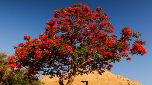 Low angle view of tree against sky during autumn