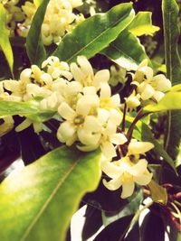 Close-up of yellow flowers blooming on plant