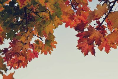 Low angle view of autumn leaves on tree