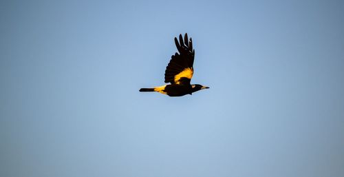 Low angle view of kite flying against blue sky