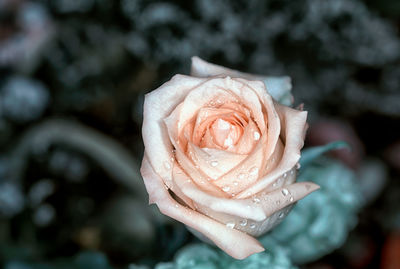 Close-up of wet rose