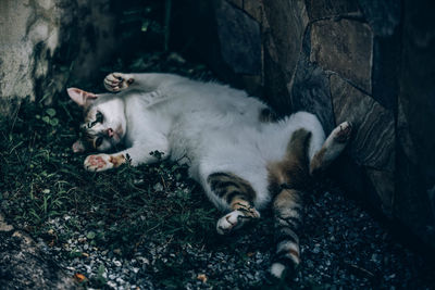 Cat lying down