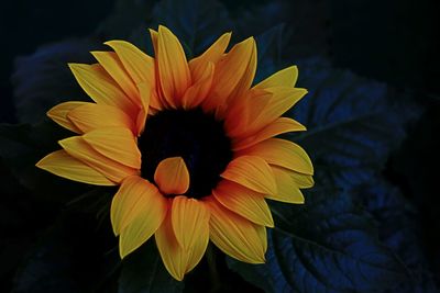 Close-up of yellow flower