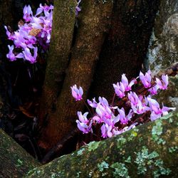 Close-up of flowers