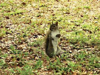 Squirrel on field