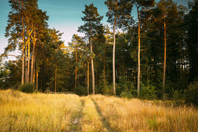 Trees in forest