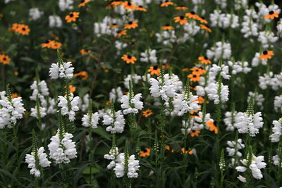 Close-up of white flowering plants on field