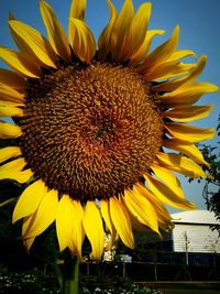 Close-up of sunflower