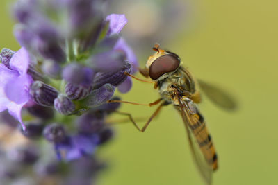 Close-up of insect on purple flower