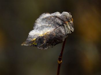 Close-up of wilted plant
