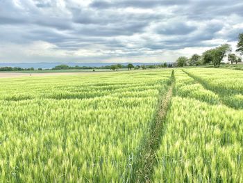 Scenic view of agricultural field against sky