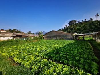 Plants growing on field by houses against clear sky