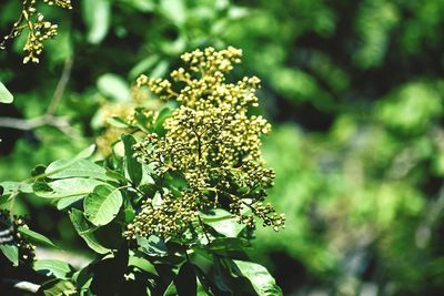 Close-up of flowering plant