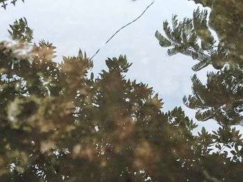 Low angle view of trees against sky