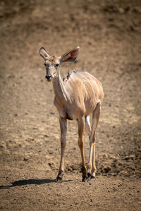 Female greater kudu stands on rocky pan