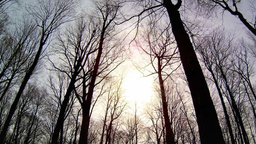 Low angle view of bare trees against sky