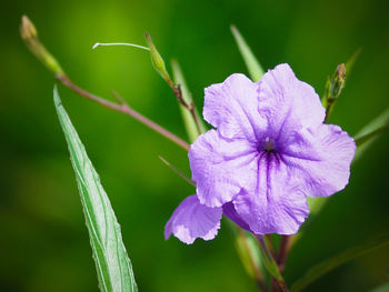 Close-up of purple flowering plant