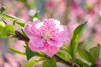 Close-up of pink flowering plant