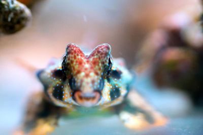 Close-up of fish swimming in sea