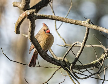 Close-up of bird perching on branch