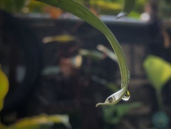 Close-up of raindrops on plant