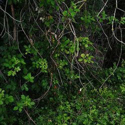 High angle view of trees growing in forest