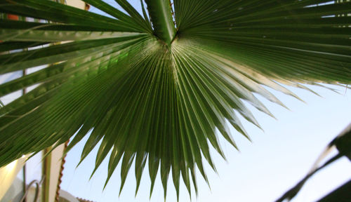 Low angle view of palm trees