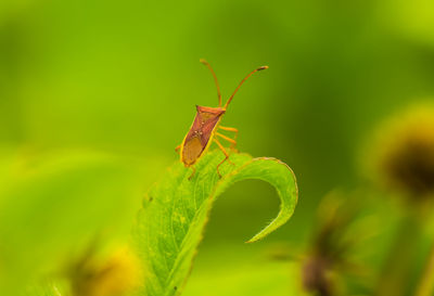 Close-up of insect on leaf