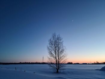 Bare trees on snow covered field against clear blue sky