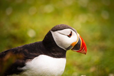 Close-up of bird