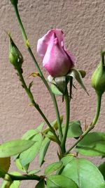 Close-up of pink flower plant