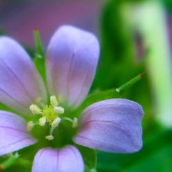 Close-up of pink flowers