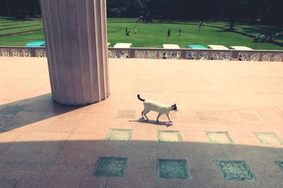 Dog in park