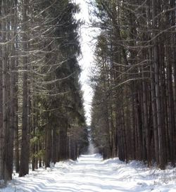 Snow covered trees in forest