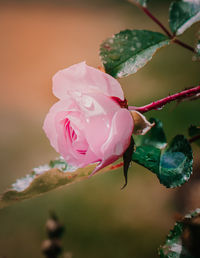 Close-up of pink rose flower