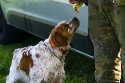 Close-up of dog